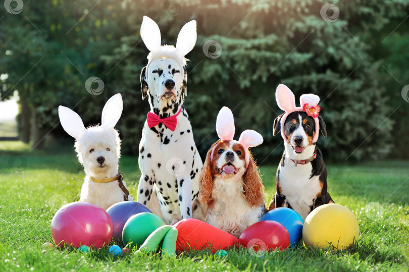 Скачать Собачья пасхальная вечеринка на весенней лужайке фотосток Ozero