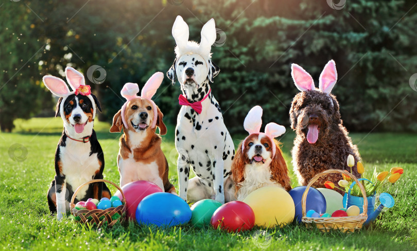 Скачать Группа собак с повязками на голове с заячьими ушками на пасхальной вечеринке фотосток Ozero
