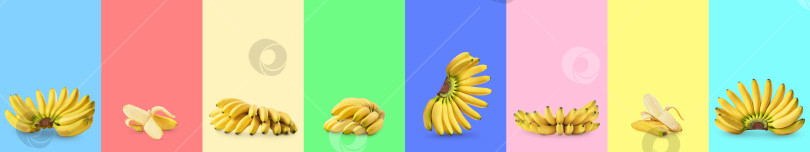 Скачать Длинный узкий баннер с изображением маленьких банановых гроздей. Коллекция тропических сладких фруктов на разноцветном фоне. Коллаж фотосток Ozero