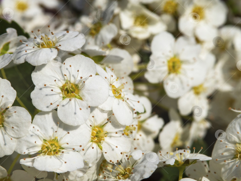 Скачать Соцветие красивых нежных белых цветков цветущей спиреи макрофото. Весеннее цветение- фон. Белые цветки кустарника спиреи. фотосток Ozero