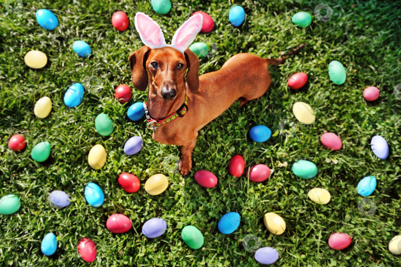 Скачать Вид сверху на пасхальную собаку-таксу на лужайке с пасхальными яйцами фотосток Ozero