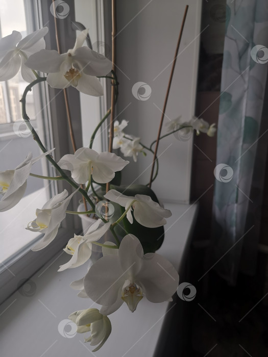 Скачать Крупные белые цветки с желтоватой серединкой. фотосток Ozero