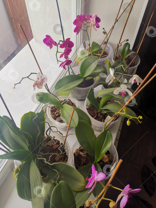 Скачать Несколько цветущих орхидей на домашнем окне. фотосток Ozero