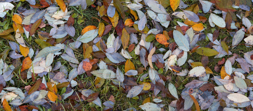 Скачать Красочный осенний фон с опавшими листьями. Оранжевые, зеленые и желтые листья лежат на траве. фотосток Ozero