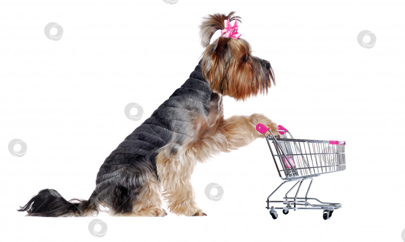Скачать Вид сбоку на щенка йоркширского терьера с тележкой для покупок фотосток Ozero