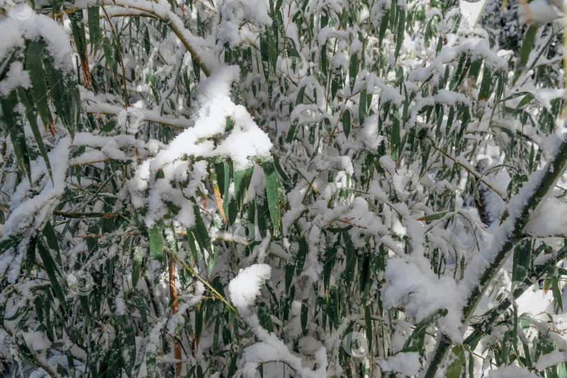 Скачать Снег на бамбуке. фотосток Ozero