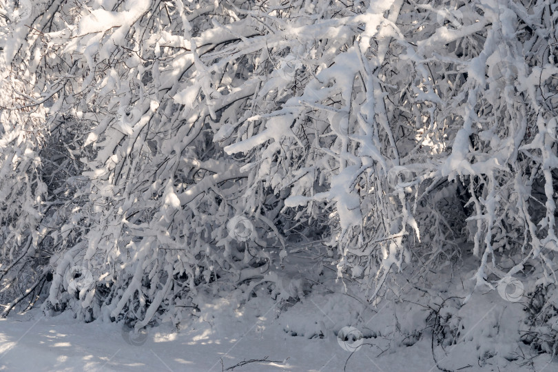 Скачать Тяжесть ветвей под снегом. фотосток Ozero