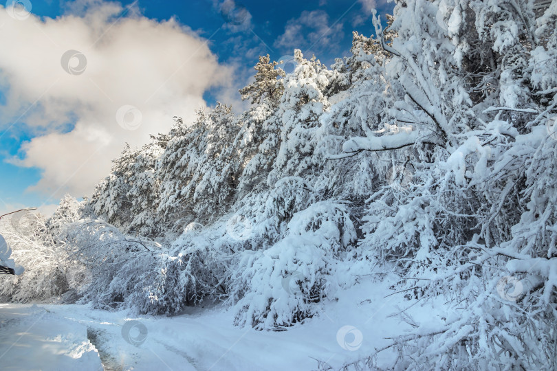 Скачать Верхушки заснеженных сосен под голубым небом. фотосток Ozero
