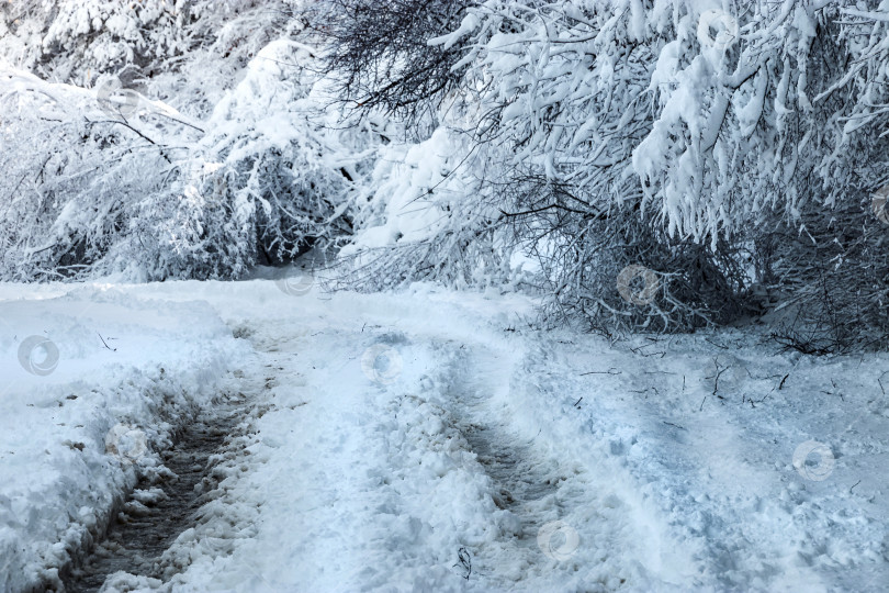 Скачать Заснеженная дорога рядом с замерзшим лесом. фотосток Ozero