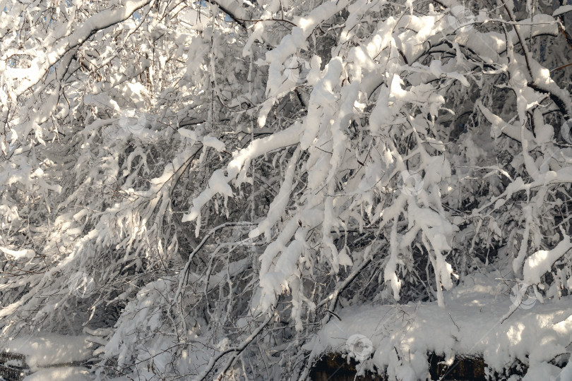 Скачать Ветви деревьев покрыты обильным снегом. фотосток Ozero