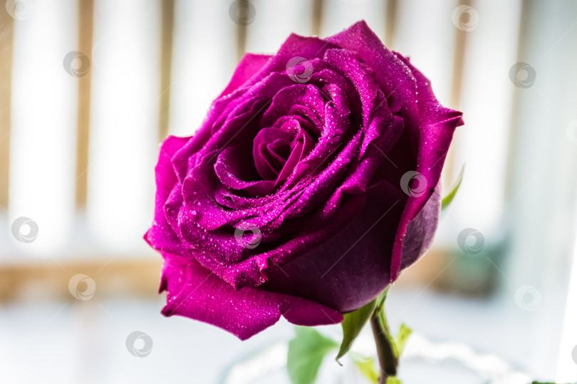 Скачать Фиолетовая роза с капельками воды на лепестках на белом фоне фотосток Ozero