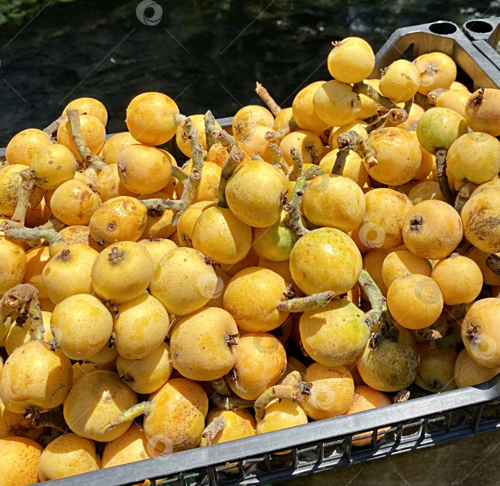 Скачать Экзотический фрукт с необычным названием — мушмула фотосток Ozero