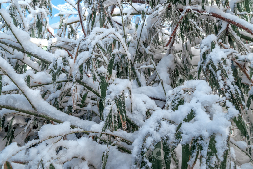 Скачать Листья бамбука, покрытые белым снегом. фотосток Ozero