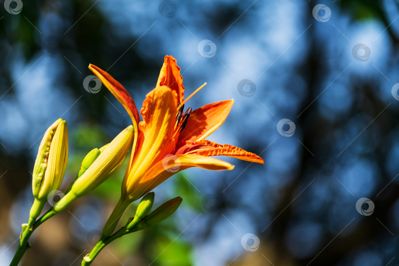 Скачать Прекрасная лилия крупным планом фотосток Ozero