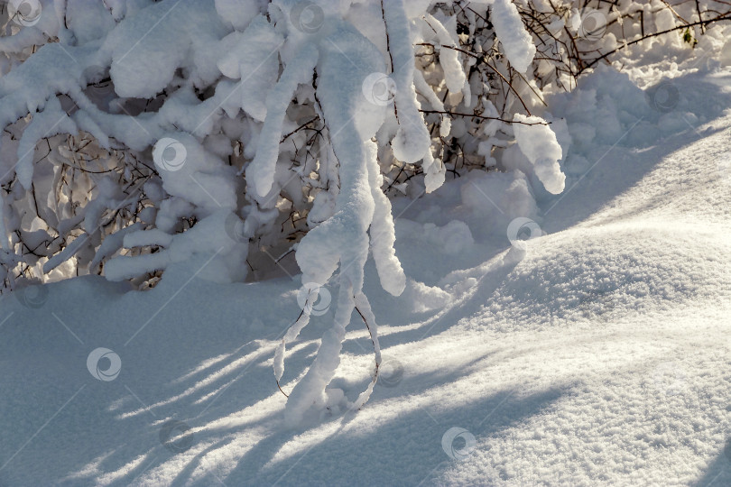 Скачать Ветви деревьев, покрытые снегом. фотосток Ozero