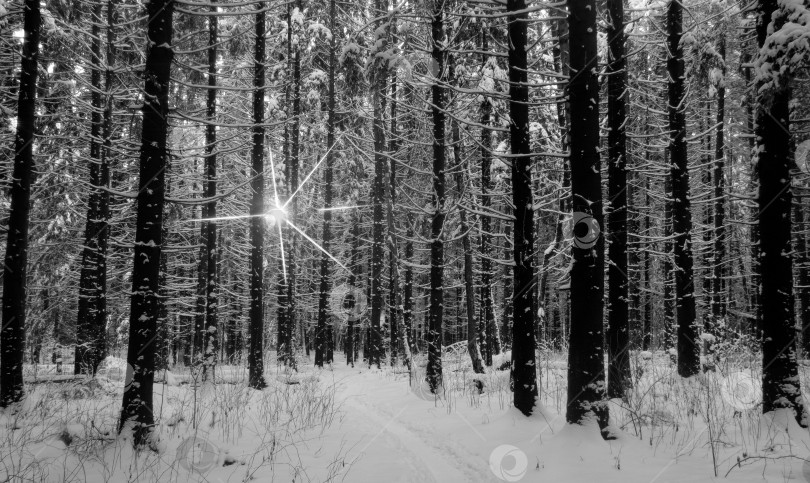 Скачать Стволы деревьев в зимнем лесу фотосток Ozero