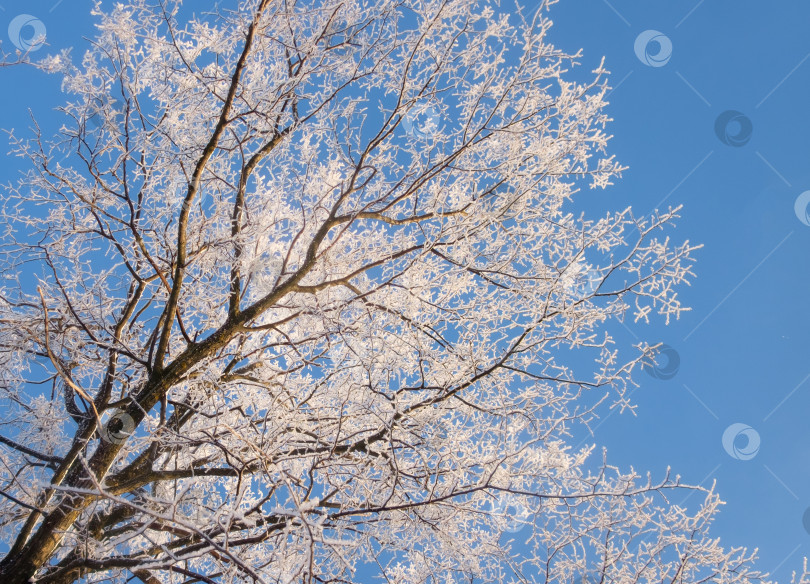 Скачать Дерево на фоне неба фотосток Ozero