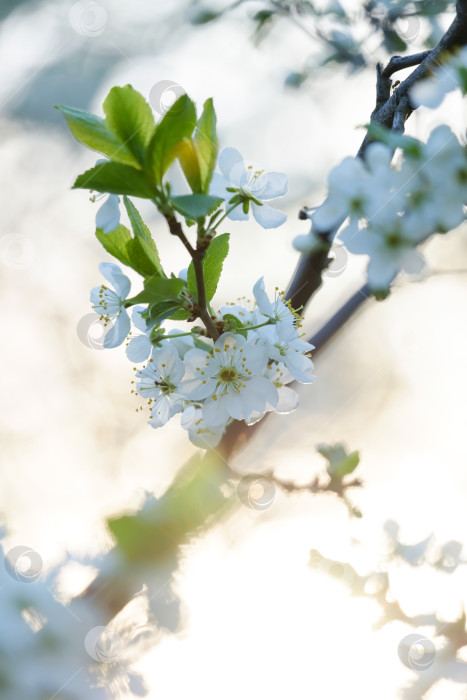 Скачать Красивые вишневые деревья цветут фотосток Ozero