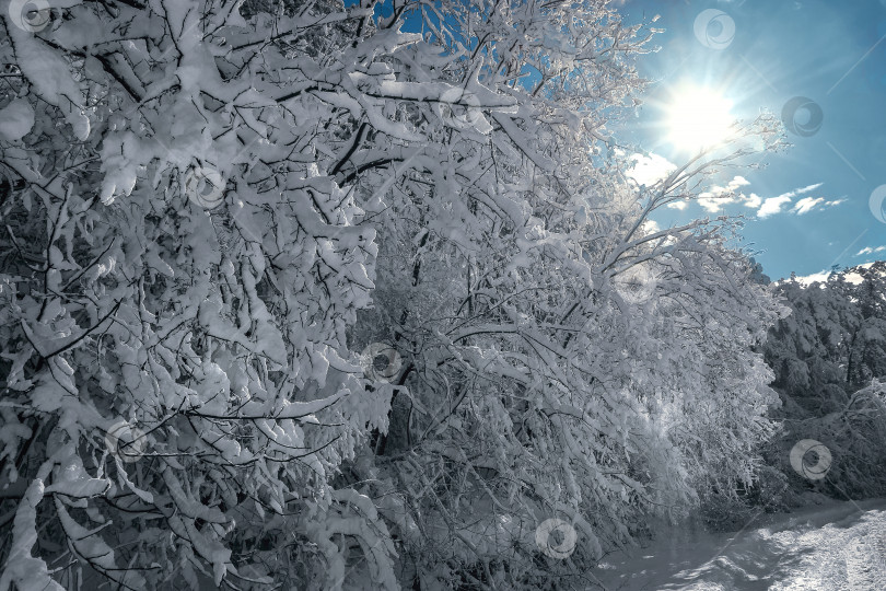 Скачать Белый снег на голых ветвях дерева в морозный зимний день фотосток Ozero