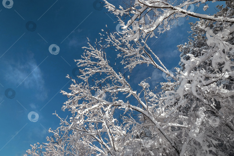 Скачать Ветви деревьев покрыты обильным снегом. фотосток Ozero