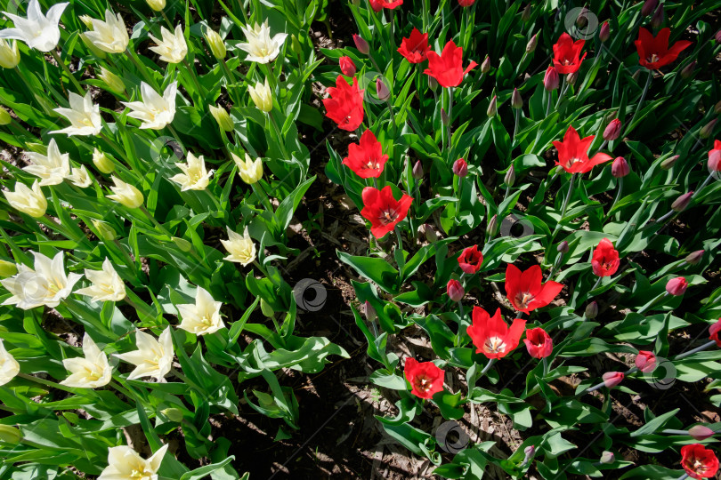 Скачать Красные и белые тюльпаны фотосток Ozero