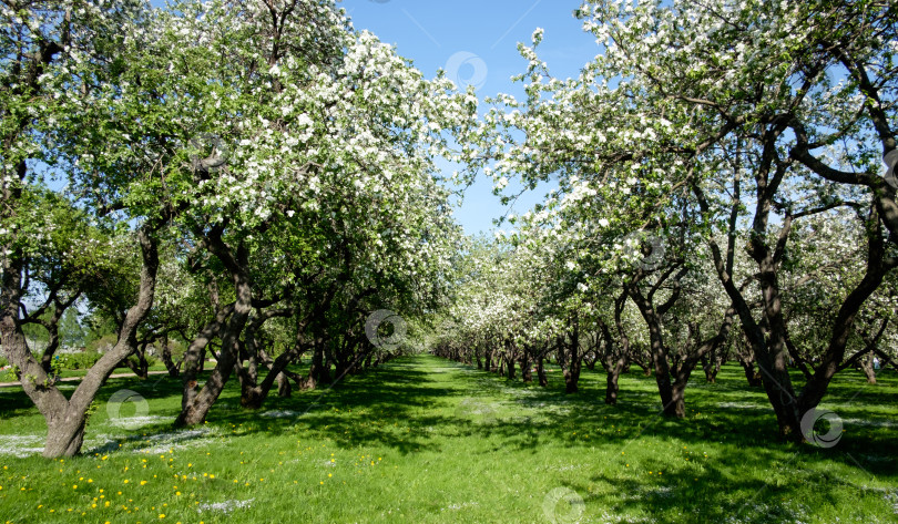 Скачать Цветущие яблони фотосток Ozero