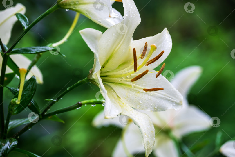 Скачать Прекрасная белая лилия фотосток Ozero