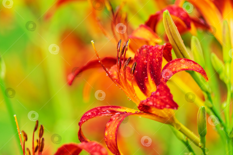 Скачать Красивая красно-желтая лилия фотосток Ozero