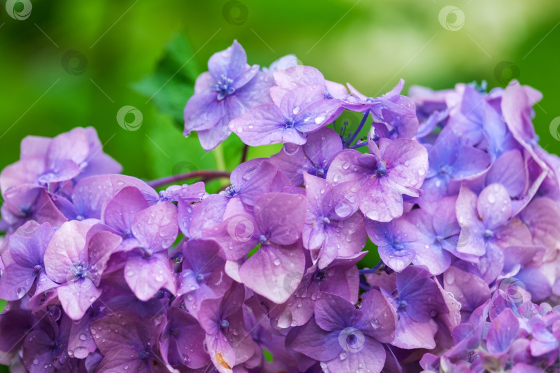Скачать Фиолетовые цветы гортензии фотосток Ozero