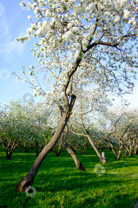 Скачать Цветущие яблони фотосток Ozero