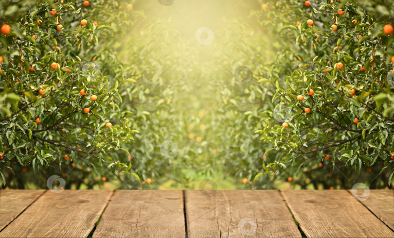 Скачать деревянный стол - это место свободного пространства для ваших товаров и мандариново-апельсиновых деревьев с фруктами фотосток Ozero