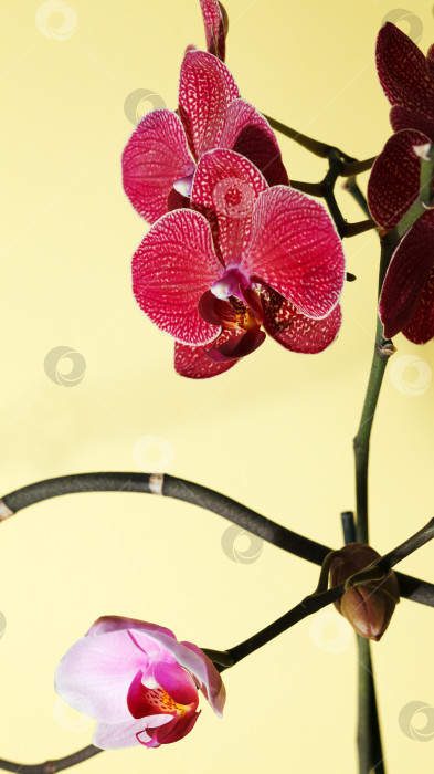Скачать Орхидея на желтом фотосток Ozero