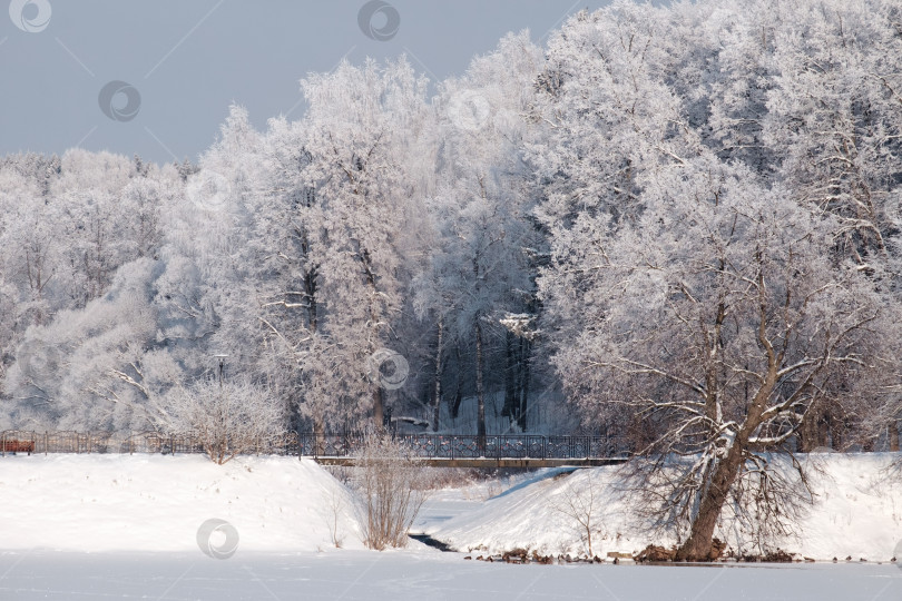 Скачать Деревья в снегу фотосток Ozero