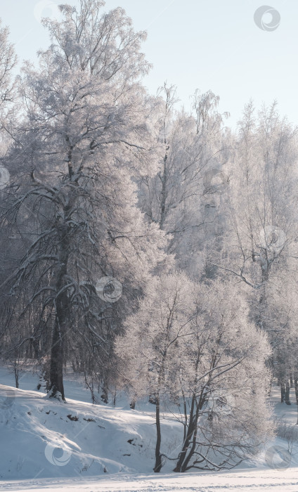 Скачать Деревья в снегу фотосток Ozero