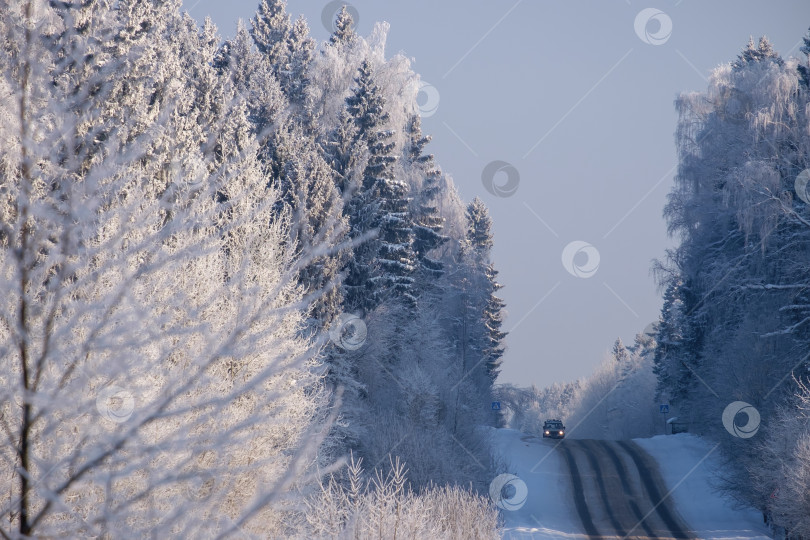 Скачать Дорога в лесу фотосток Ozero