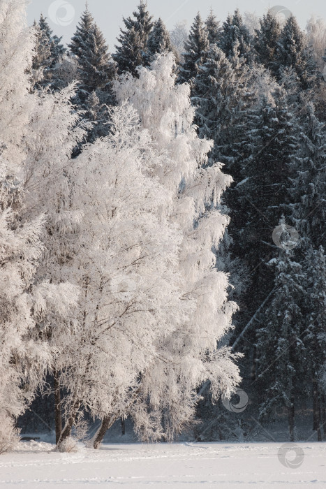 Скачать Береза в снегу фотосток Ozero