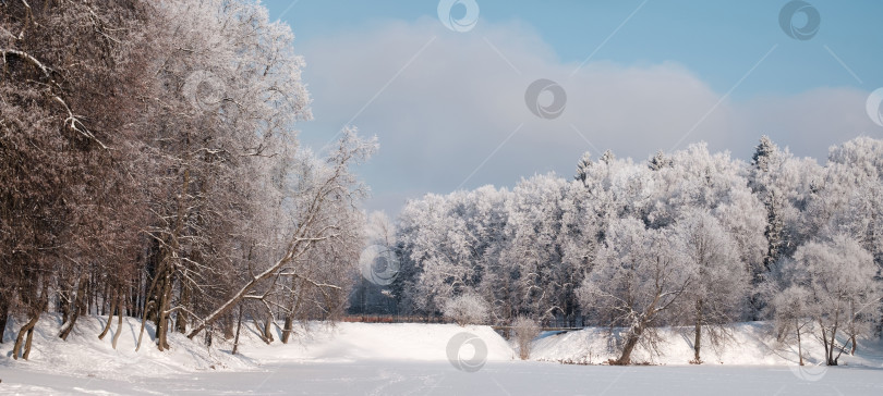 Скачать Деревья в снегу фотосток Ozero