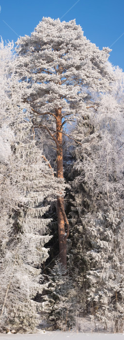 Скачать Сосна в снегу фотосток Ozero