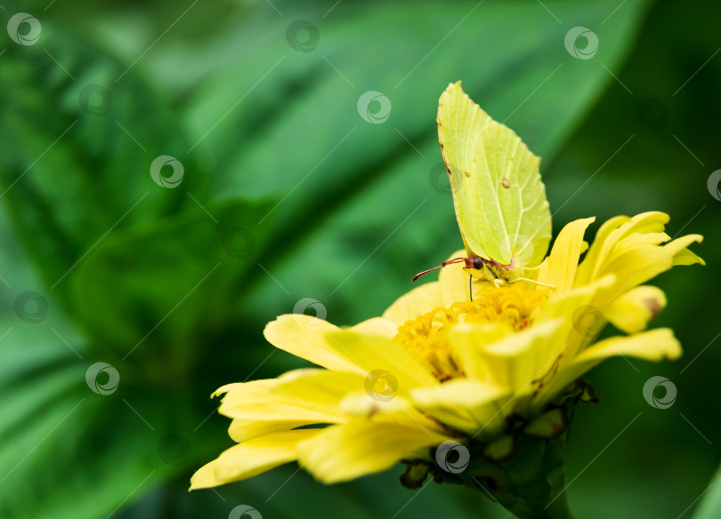 Скачать Бабочки на цветке фотосток Ozero
