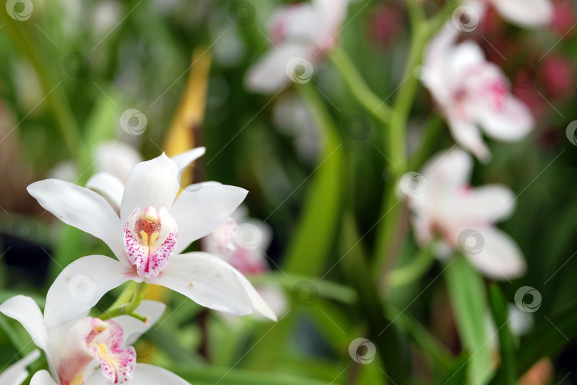 Скачать Прекрасная цветущая орхидея фотосток Ozero