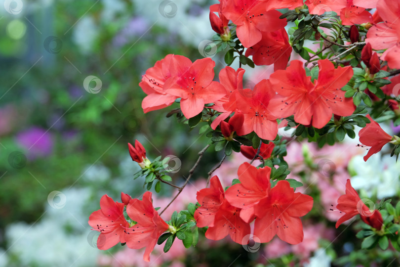 Скачать Красивая цветущая азалия фотосток Ozero