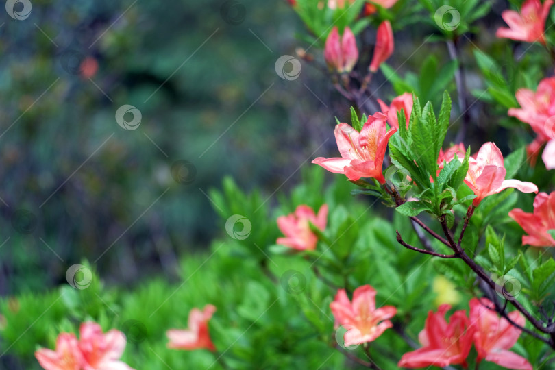 Скачать Красивая цветущая азалия фотосток Ozero