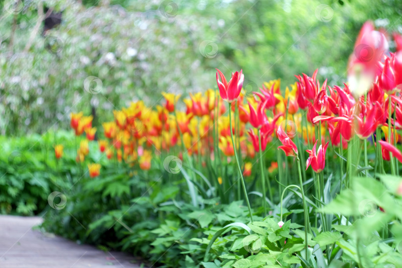 Скачать Красивые весенние тюльпаны фотосток Ozero
