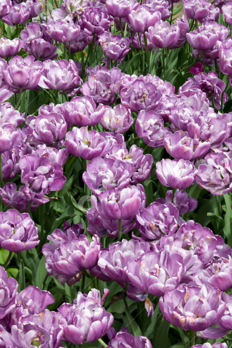 Скачать Красивые весенние тюльпаны фотосток Ozero
