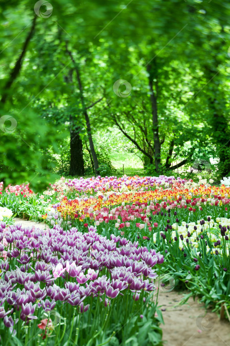 Скачать Цветущие тюльпаны в саду фотосток Ozero