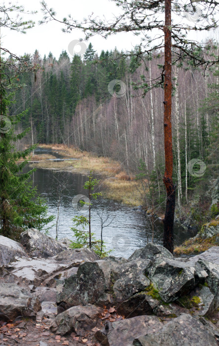 Скачать Река в лесу фотосток Ozero