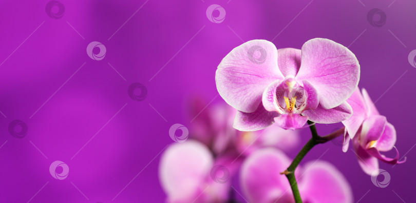 Скачать Орхидея на фиолетовом фотосток Ozero