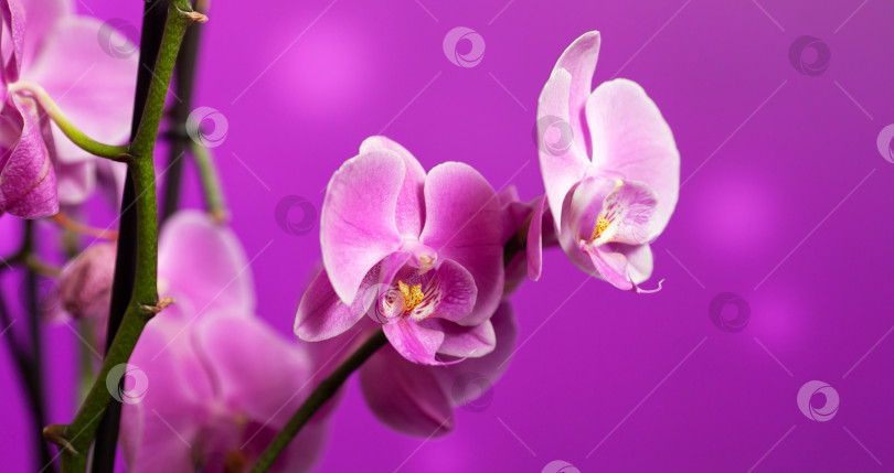 Скачать Орхидея на фиолетовом фотосток Ozero