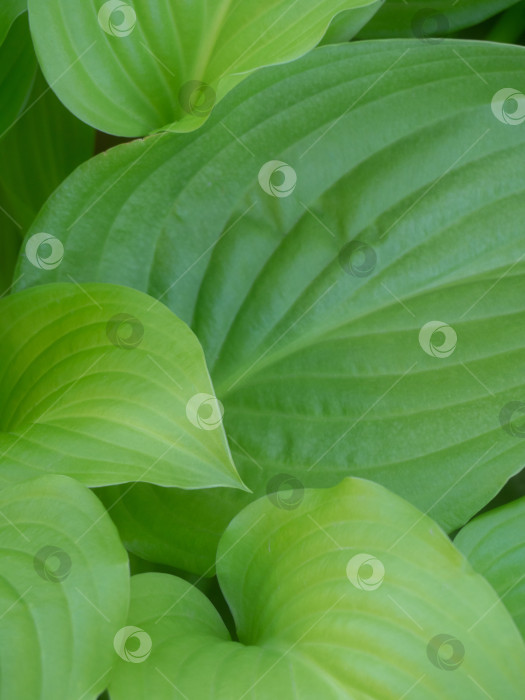 Скачать Естественный фон -зеленая листва растений, мягкий фокус фотосток Ozero