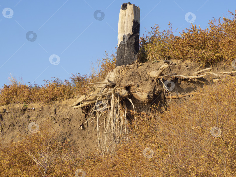 Скачать Ствол мертвого дерева с открытыми корнями на глинистом утесе на фоне неба. Из берегового обрыва в желтой траве торчит обгоревший сухой пень фотосток Ozero